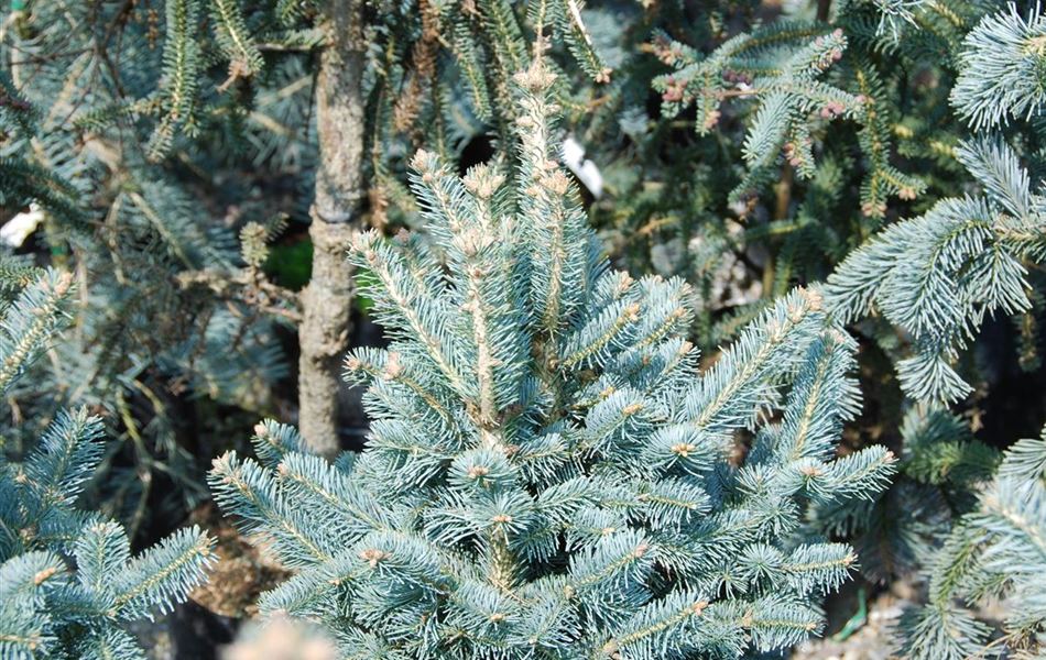 Abies lasiocarpa 'Compacta'