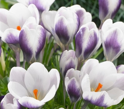 Crocus chrysanthus 'Lady Killer'