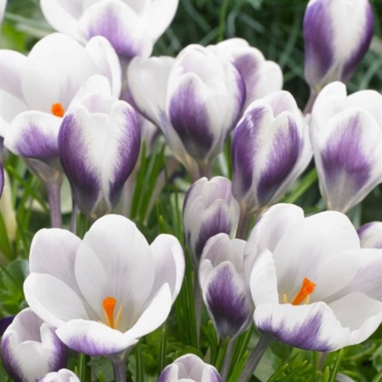 Crocus chrysanthus 'Lady Killer'