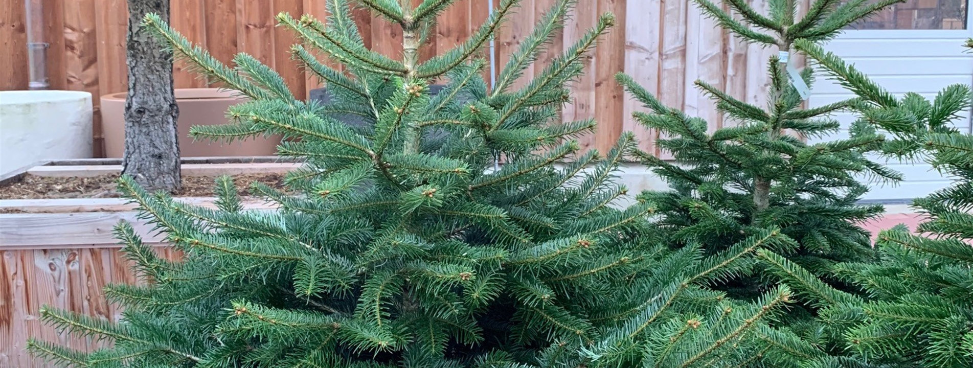 Abies nordmanniana