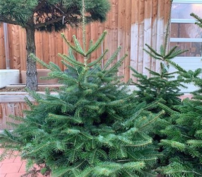 Abies nordmanniana