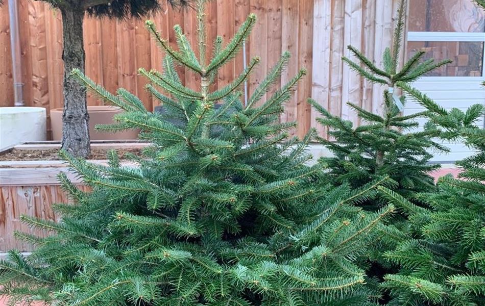 Abies nordmanniana