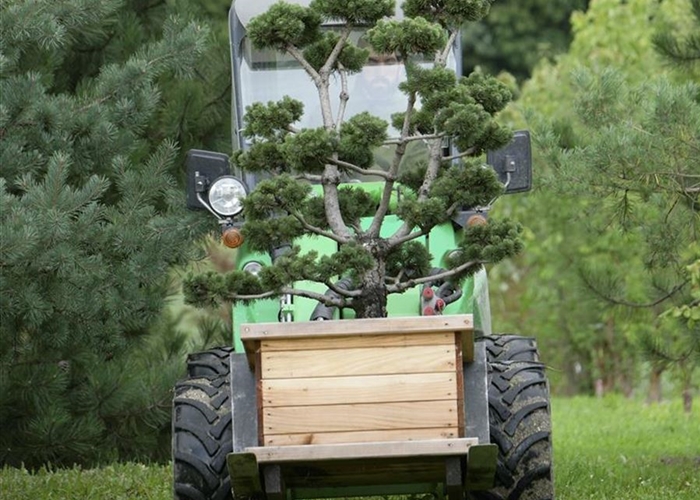 Gartenbonsai