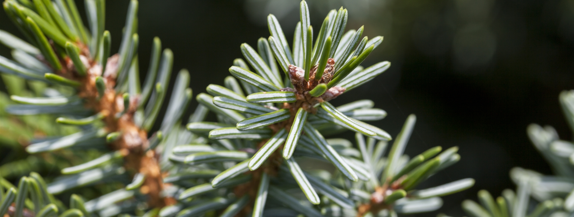 Picea omorika