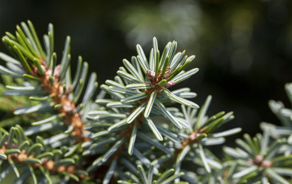 Picea omorika