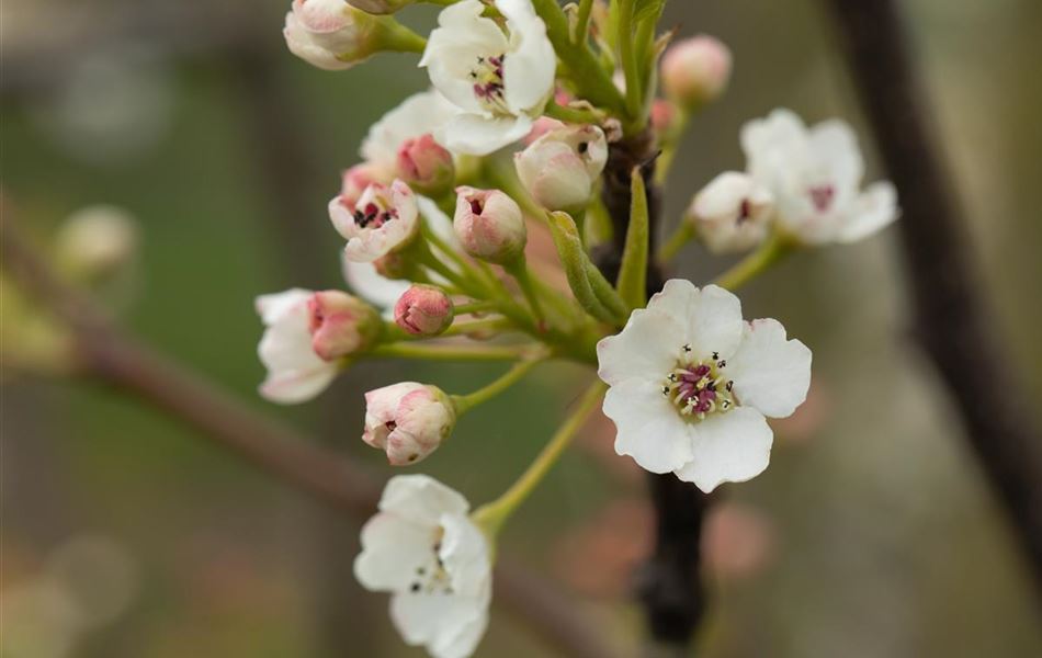 Pyrus calleryana 'Chanticleer'