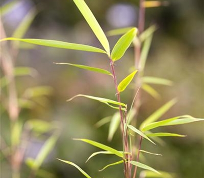 Fargesia robusta 'Campbell'