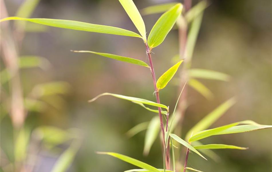 Fargesia robusta 'Campbell'