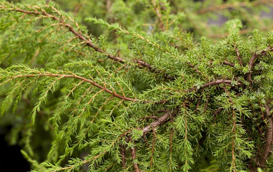 Juniperus communis 'Hornibrookii'