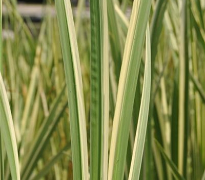 Acorus calamus 'Variegatus'