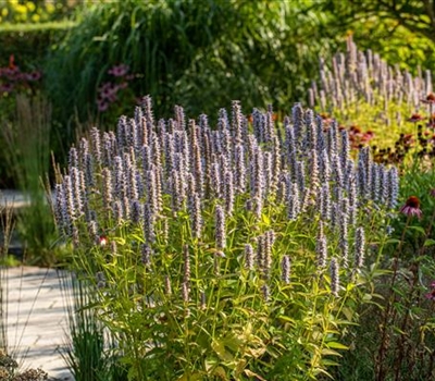 Agastache 'Blue Fortune'