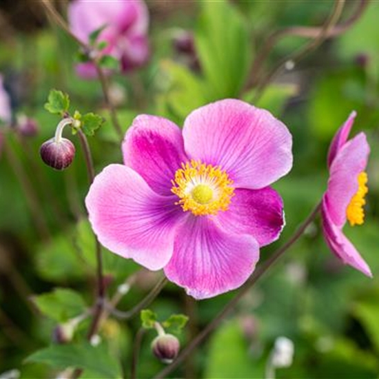 Anemone hupehensis 'Splendens'