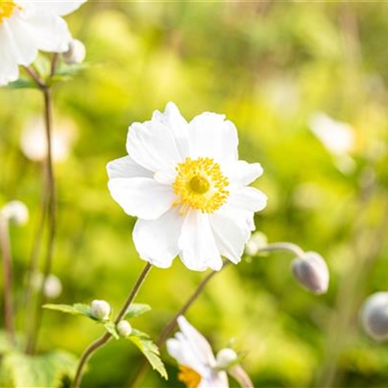 Anemone hybrida (x) 'Whirlwind'