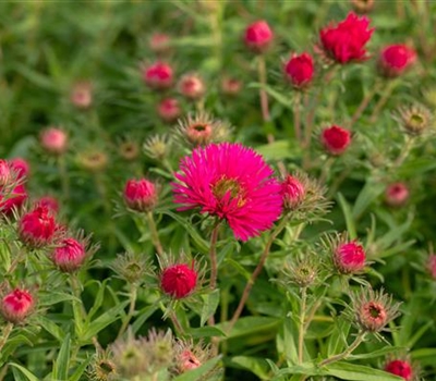 Aster novae-angliae 'Septemberrubin'