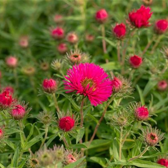 Aster novae-angliae 'Septemberrubin'