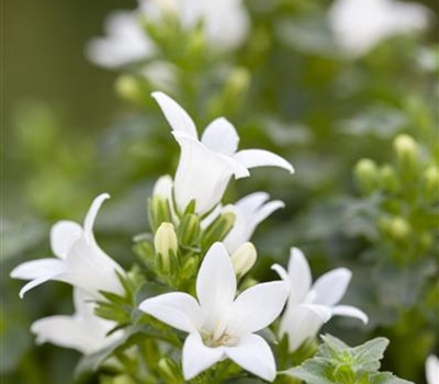 Campanula poscharskyana 'E.H. Frost'