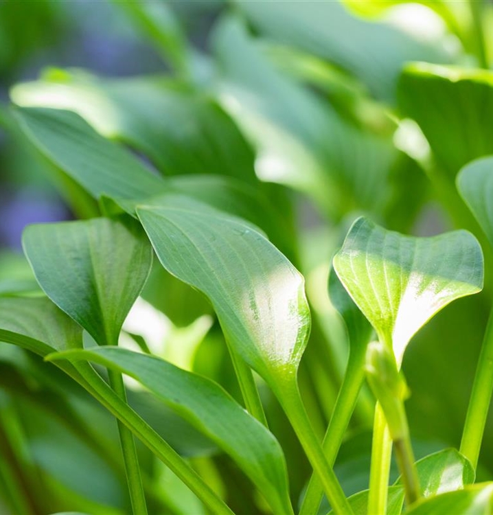 Hosta, Funkie