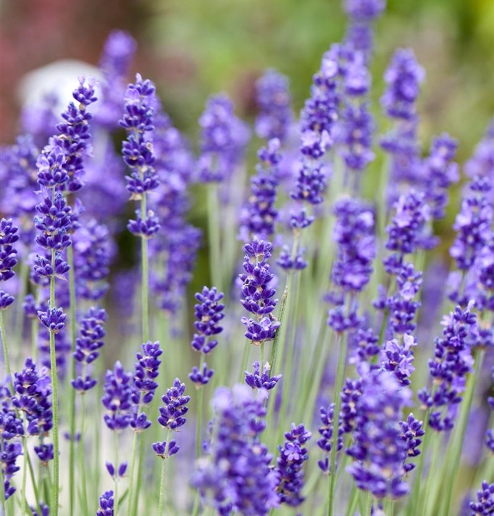 Echter Lavendel 'England'