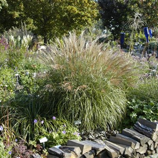 Miscanthus sinensis 'Adagio'