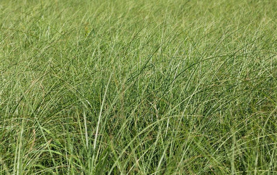 Miscanthus sinensis 'Gracillimus'