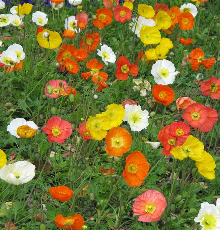 Islandmohn