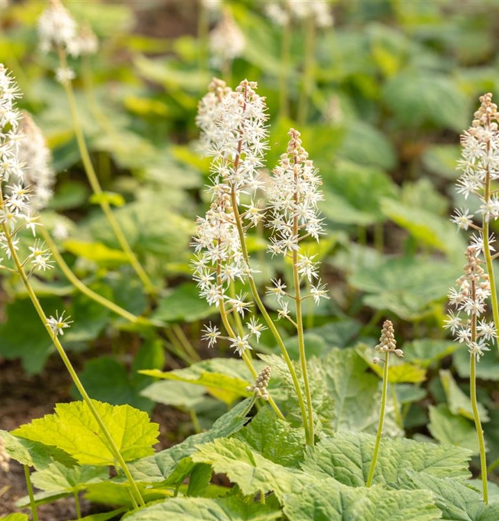 Schaumblüte