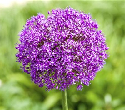 Allium 'Ambassador'