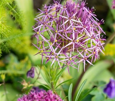 Allium christophii