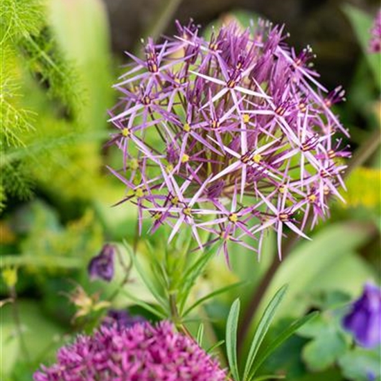 Allium christophii