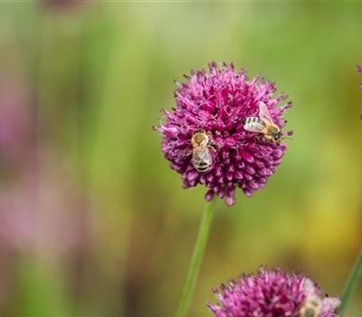 Allium sphaerocephalon