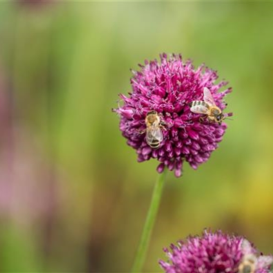 Allium sphaerocephalon