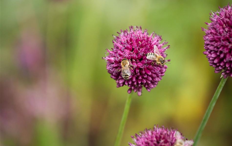 Allium sphaerocephalon