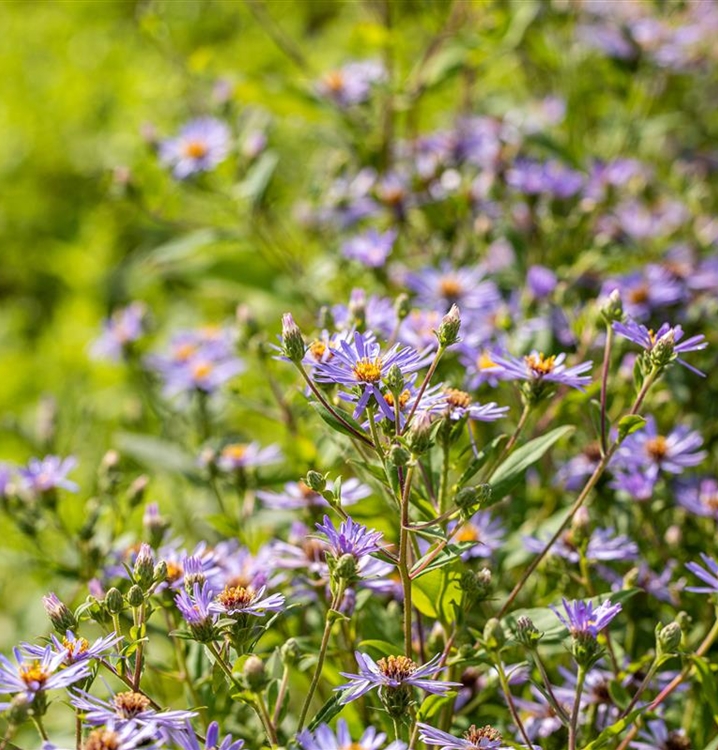 Herzblatt-Aster