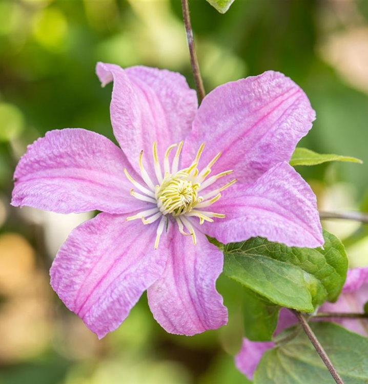 Waldrebe, Clematis