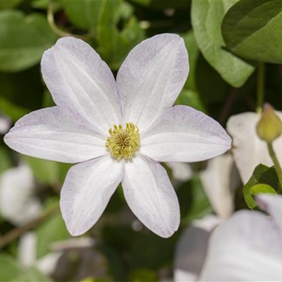 Clematis (Viticella-Gruppe) 'Huldine'