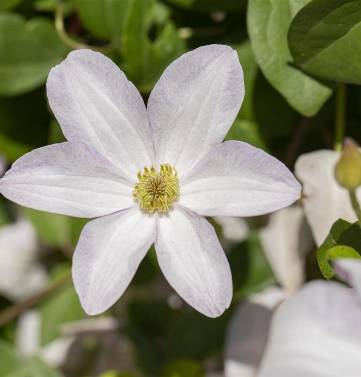 Waldrebe, Clematis