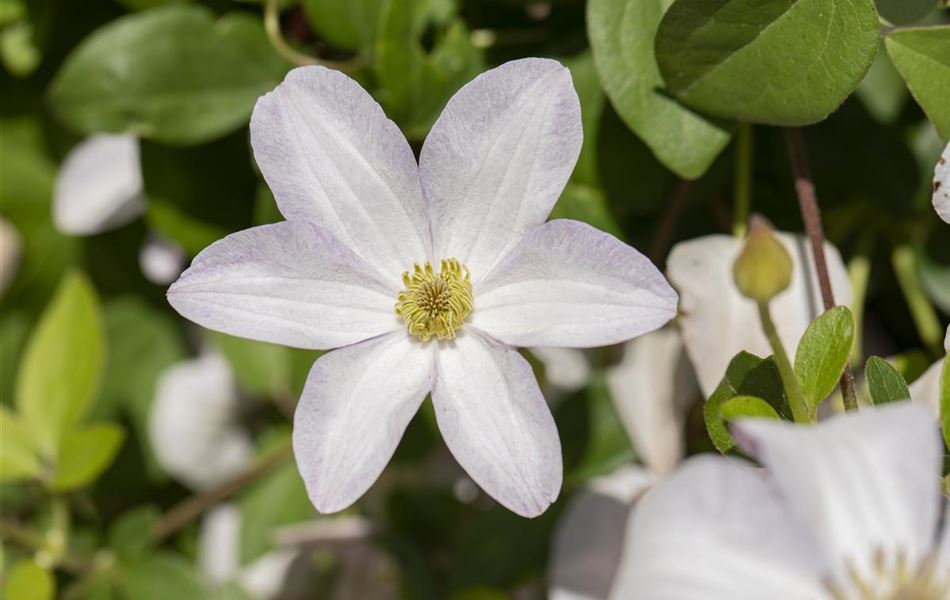 Clematis (Viticella-Gruppe) 'Huldine'