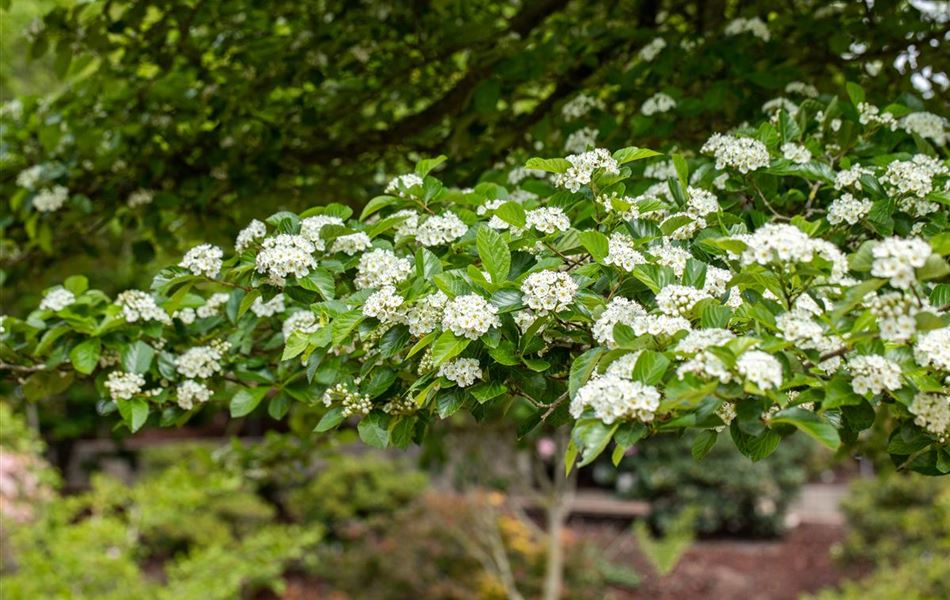 Crataegus lavalleei (x) 'Carrierei'