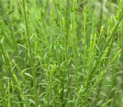 Cytisus (Scoparius-Gruppe) 'Lena'