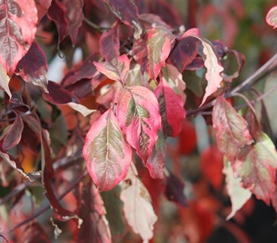 Cornus florida 'Cherokee Daybreak'