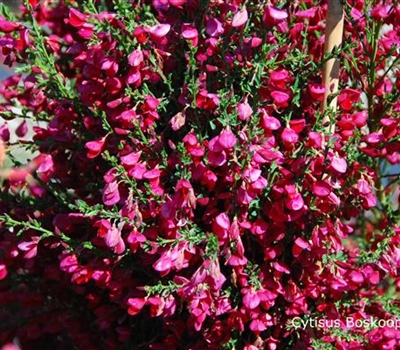 Cytisus (Scoparius-Gruppe) 'Boskoop Ruby'