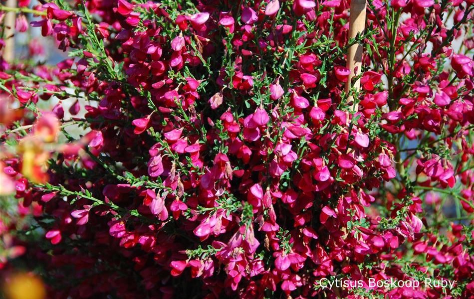 Cytisus (Scoparius-Gruppe) 'Boskoop Ruby'