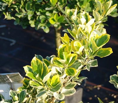 Euonymus japonicus 'Président Gauthier'