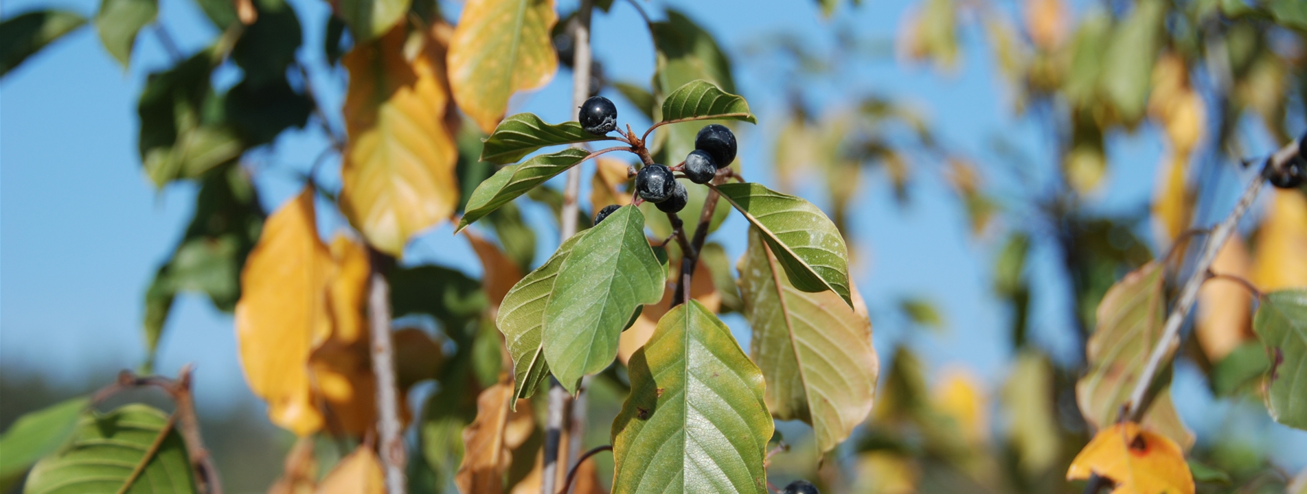 Frangula alnus