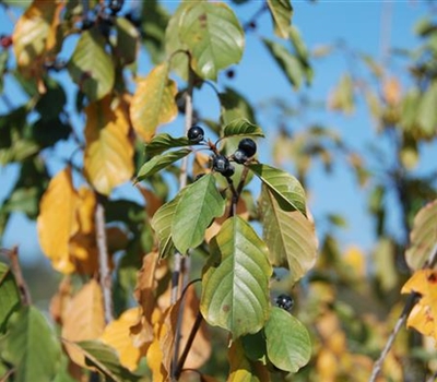 Frangula alnus