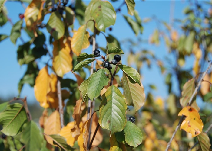 Frangula alnus