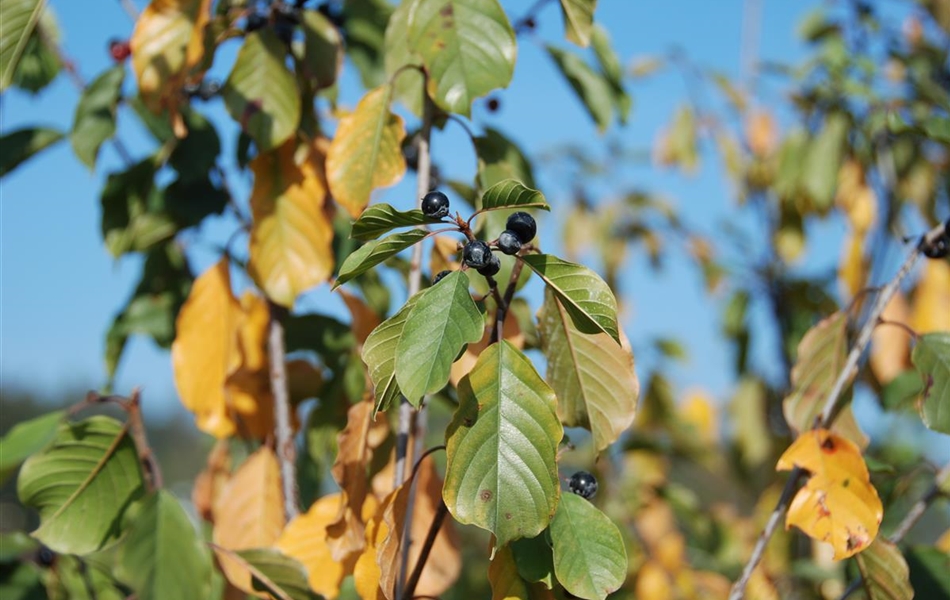 Frangula alnus