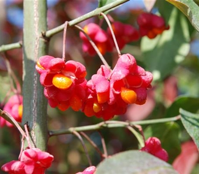 Euonymus europaeus