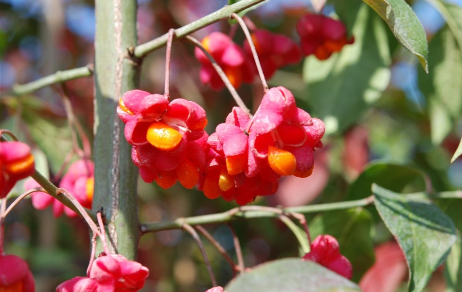 Euonymus europaeus