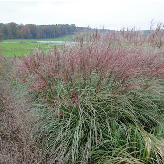 Miscanthus sinensis 'Krater'